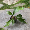 Platycerium - Pumila (Kew Gardens)